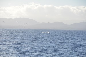 Tuna jumping in Canaries