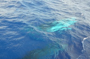 Just before they swam under Davali