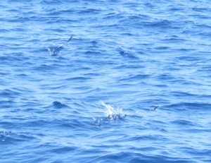 Flying Fish